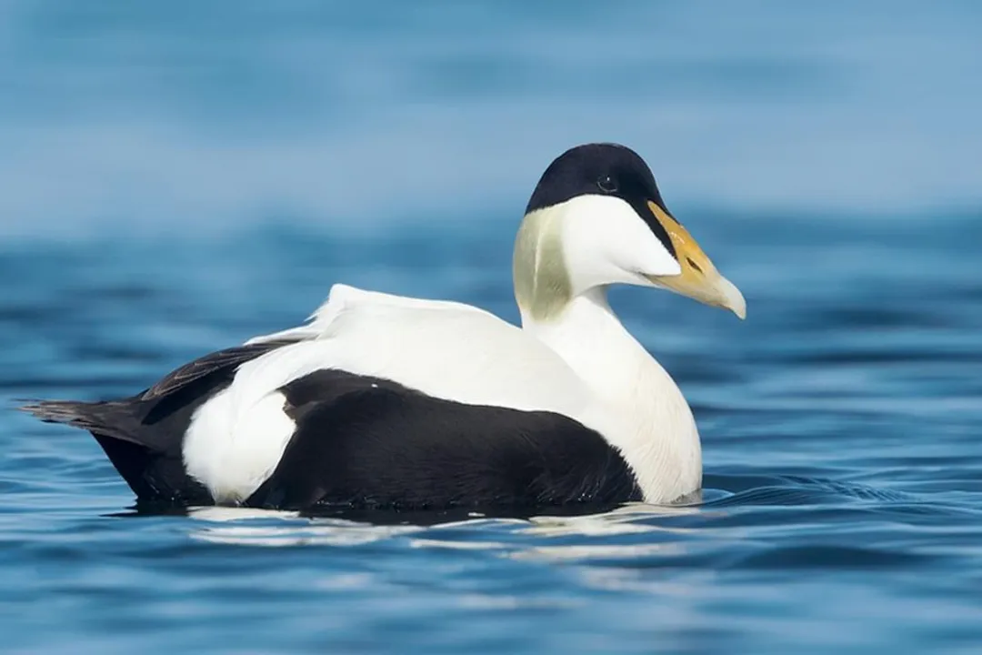 Are eider ducks friendly?, Wild Defense