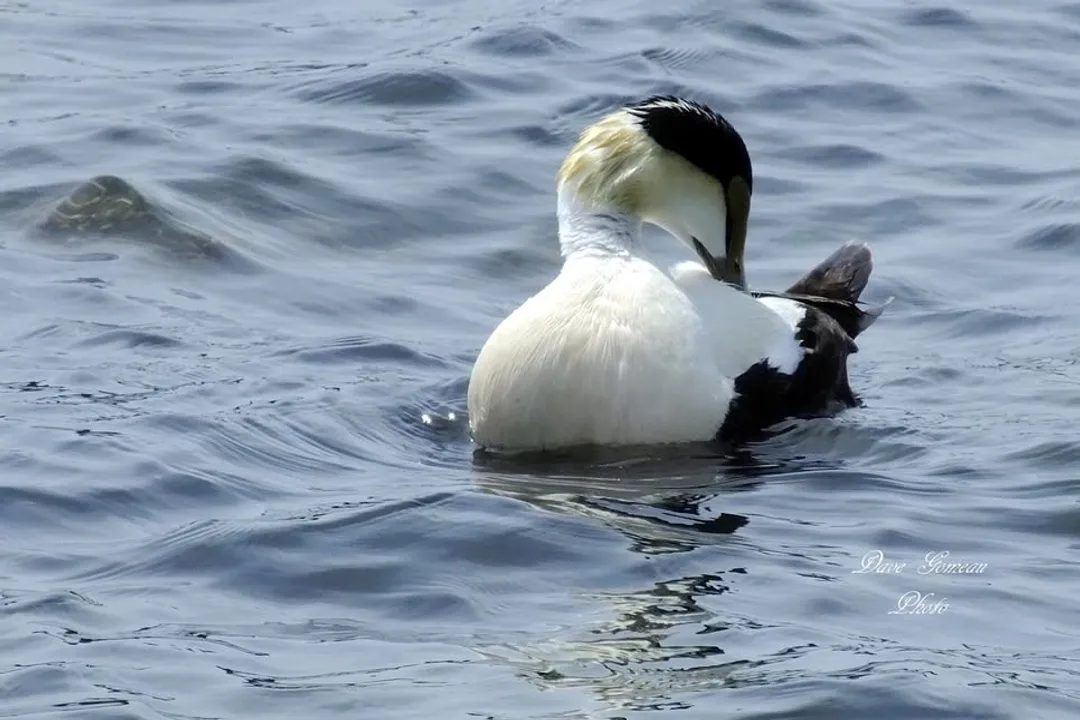 Are eider ducks friendly?