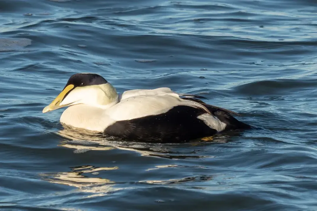 Are eider ducks friendly?, Breeding Tolerance
