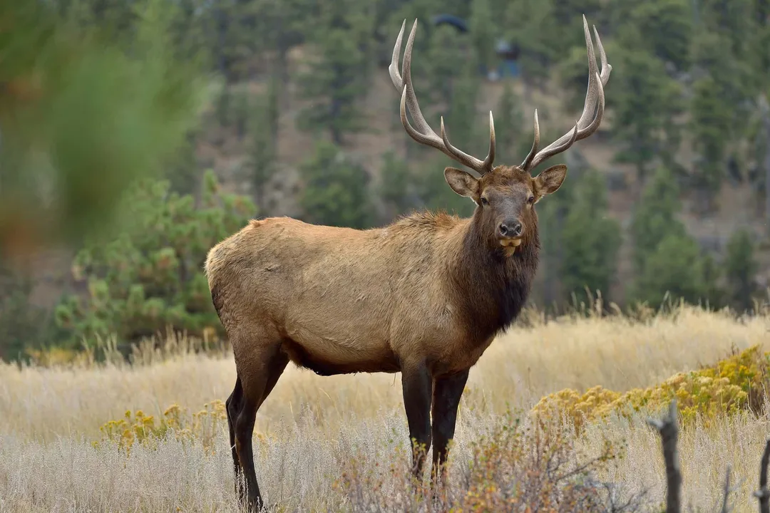 Are elk technically deer?, Family Ties