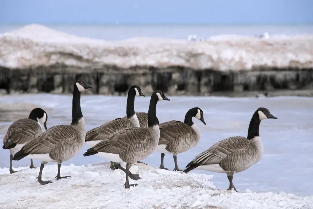 Are emperor geese rare?, Viewing Tips