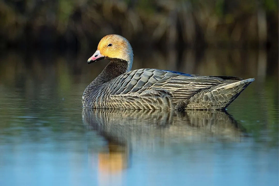 Are emperor geese rare?