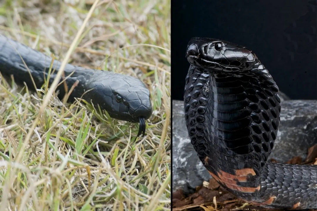 What is the initial defensive display of the Equatorial Spitting Cobra when threatened?