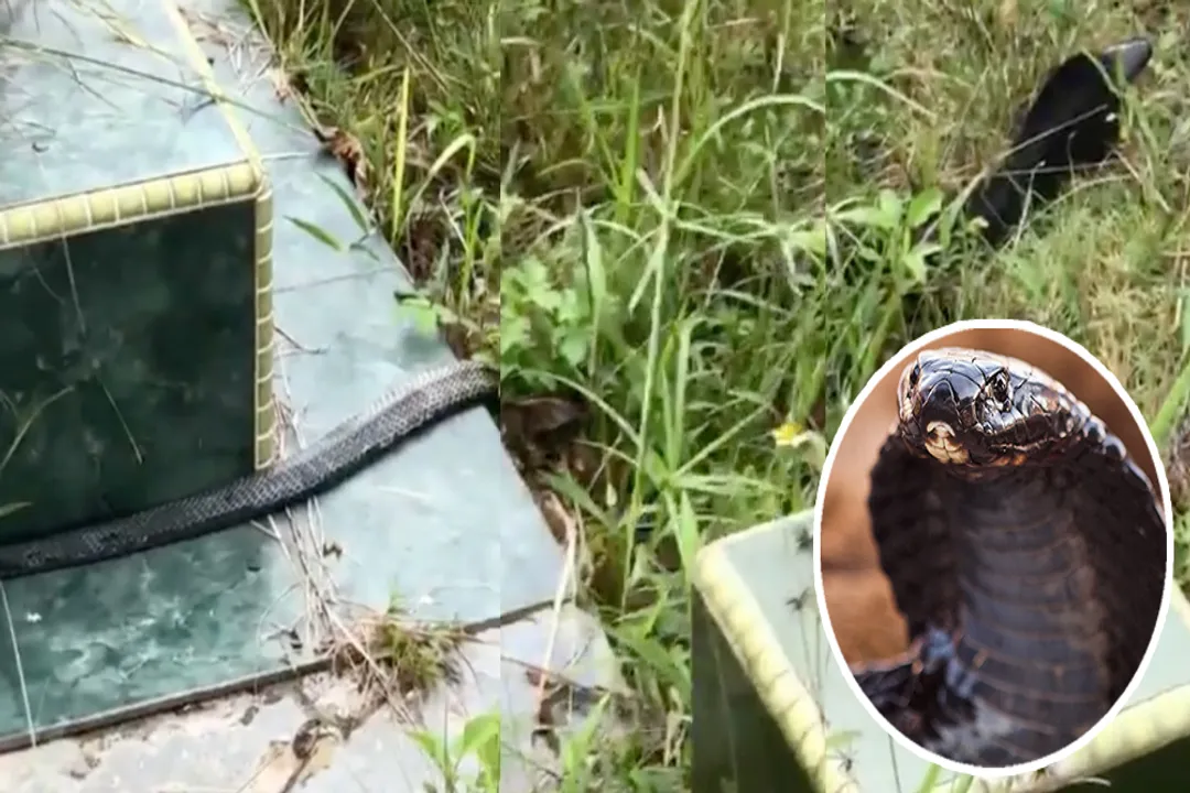 Are equatorial spitting cobras aggressive?, Handling Encounters