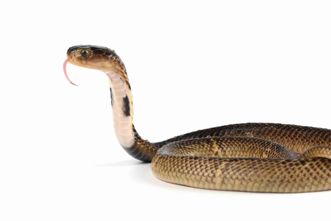 Are equatorial spitting cobras aggressive?, Temperament assessment