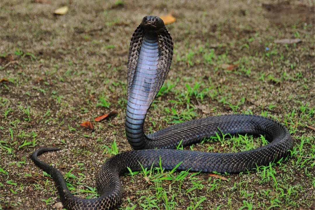 Are equatorial spitting cobras aggressive?, Habitat and Coexistence
