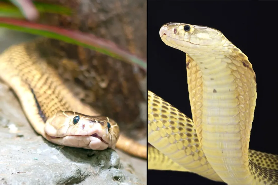 Are equatorial spitting cobras aggressive?, Defense mechanism