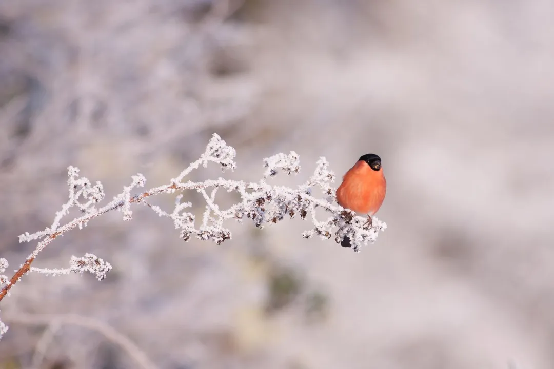 Are Eurasian bullfinches friendly?, Feeding Patterns