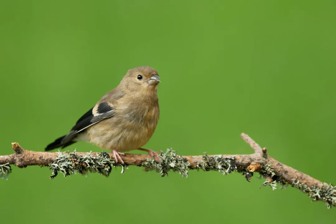 Are Eurasian bullfinches friendly?, Wild Disposition
