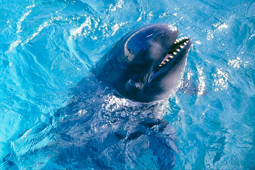 Are false killer whales friendly to humans?, Pod Living