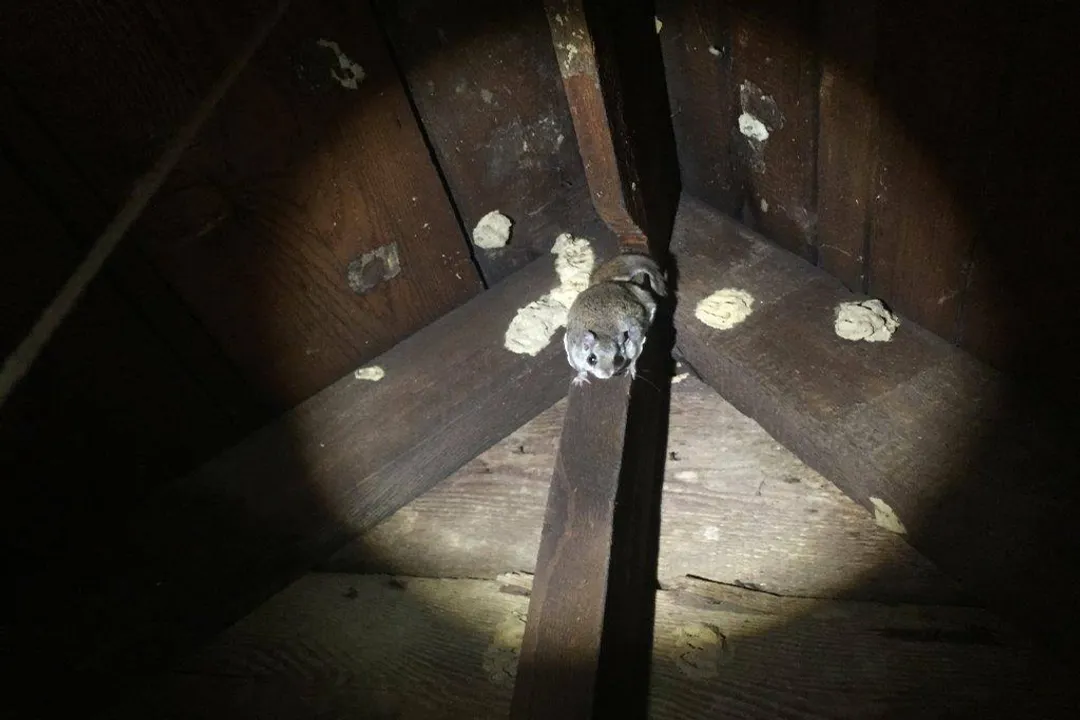 To which mammalian order do flying squirrels firmly belong?