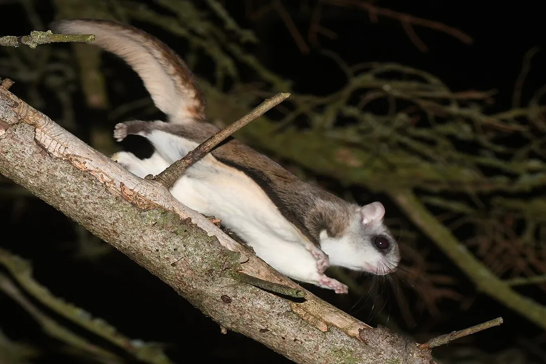 Are flying squirrels considered rodents?, Shared Traits