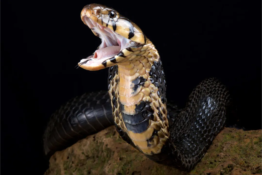 Are forest cobras true cobras?, Five Species