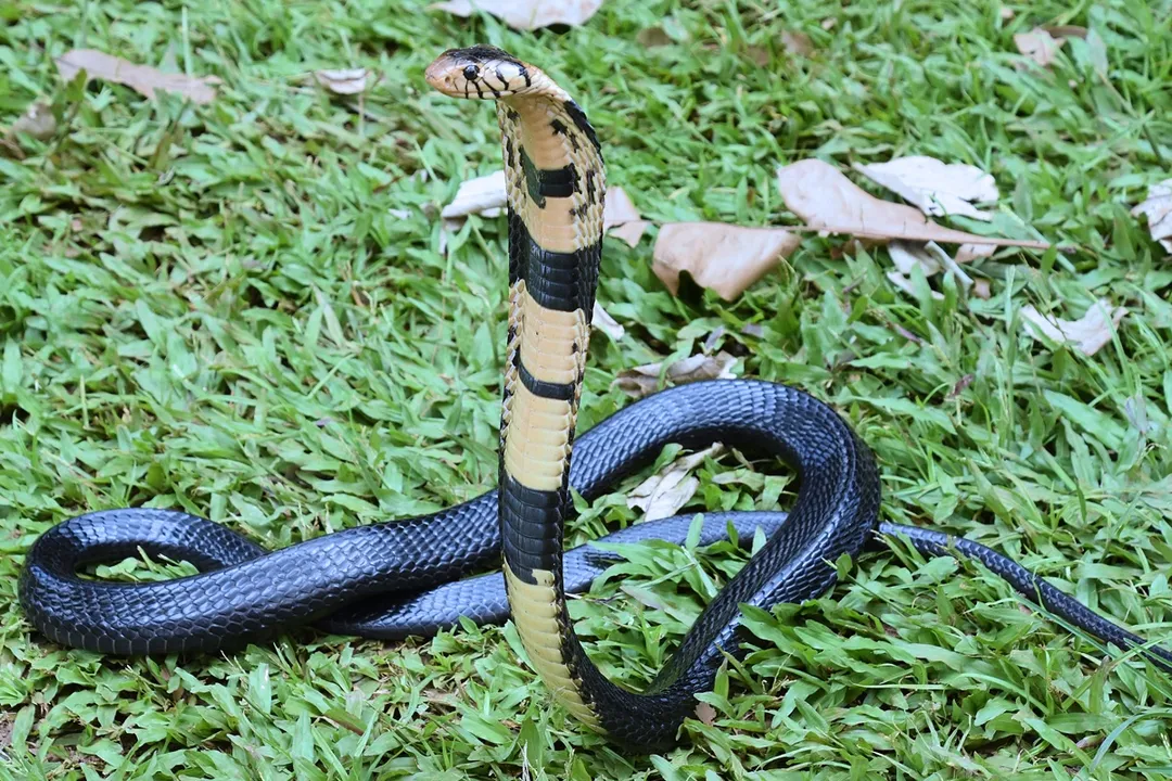 Are forest cobras true cobras?, African Habitats