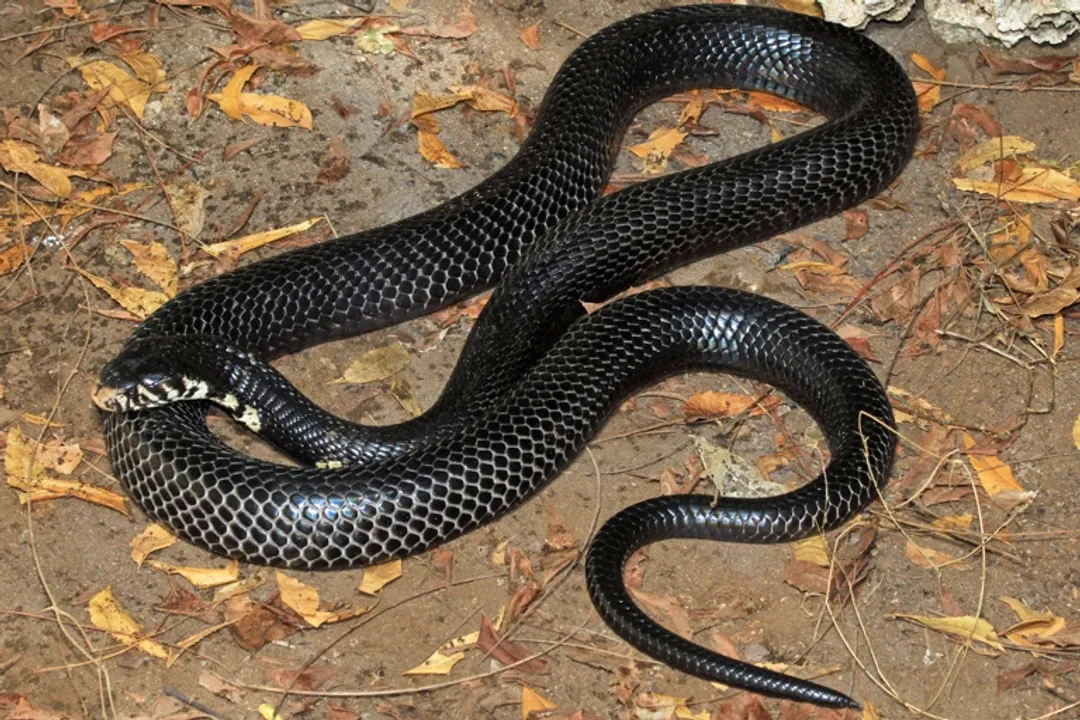 Are forest cobras true cobras?