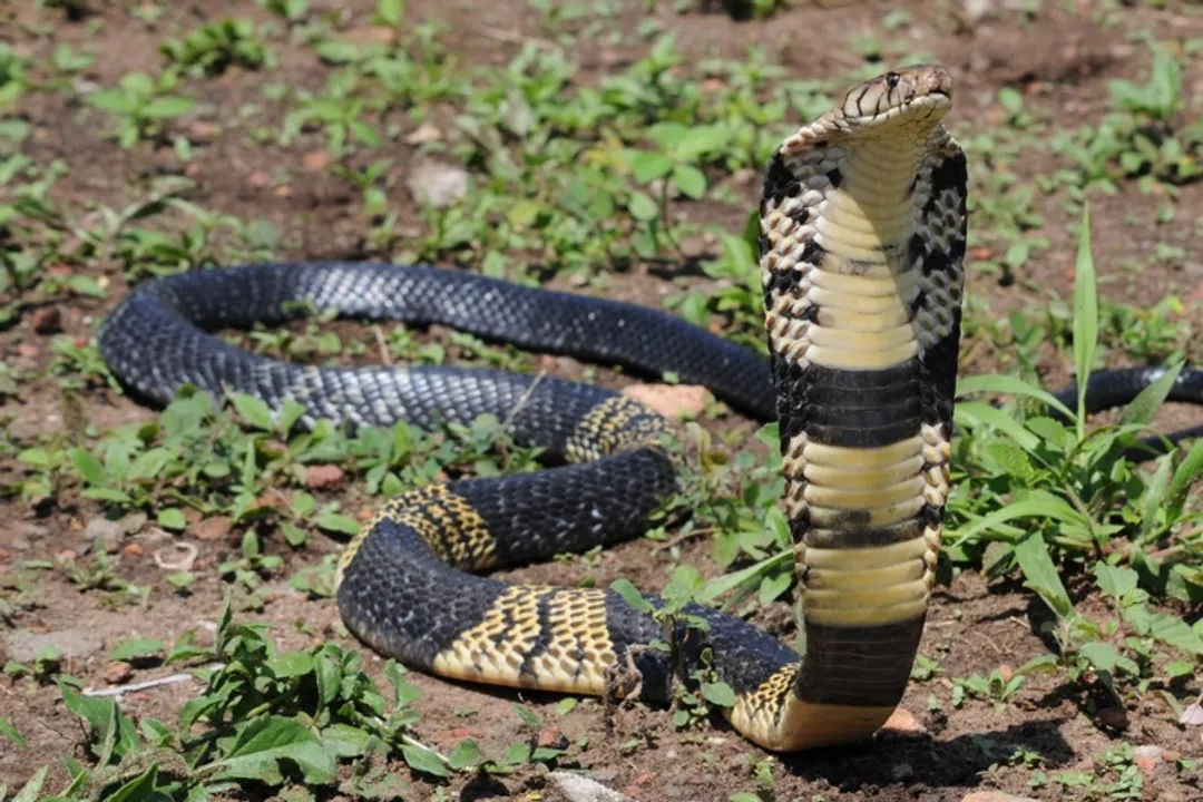 Are forest cobras true cobras?, Striking Appearance