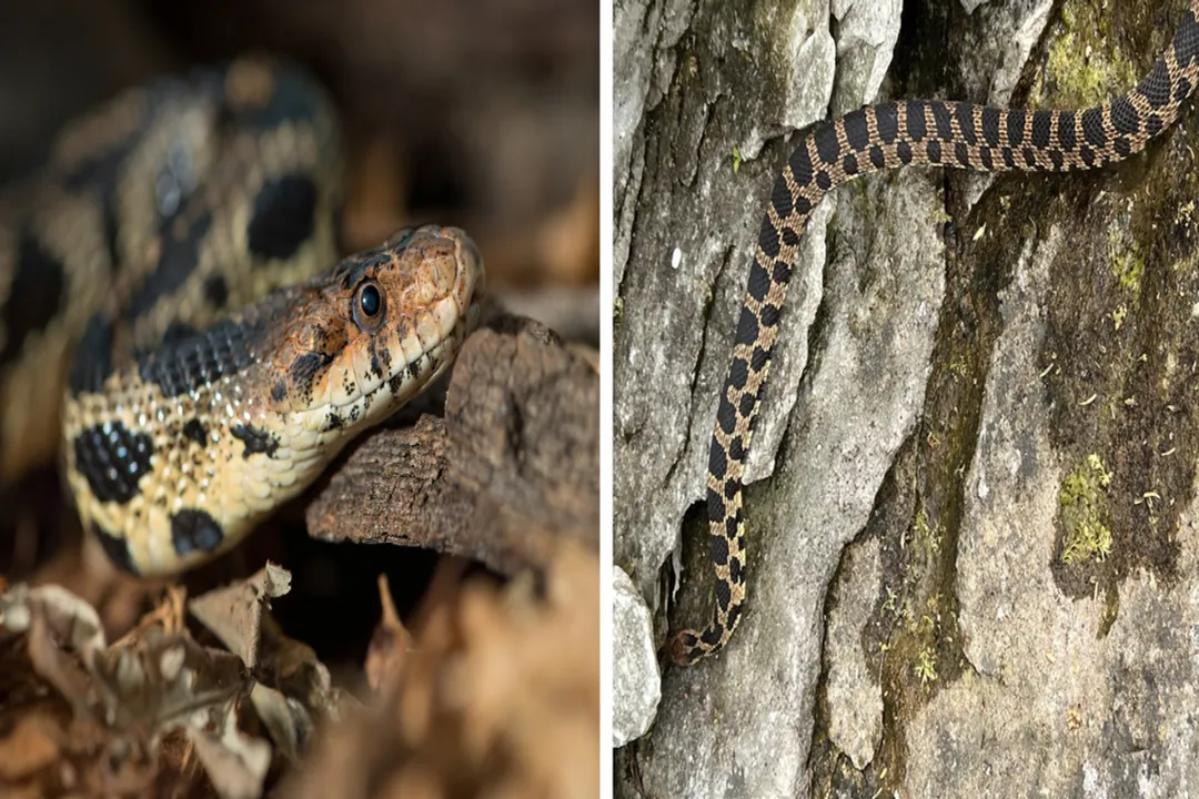 Are fox snakes active during the day?, Habitat Sightings