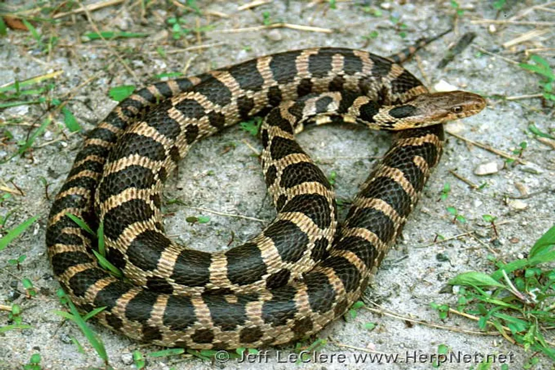 Are fox snakes active during the day?, Species Variations
