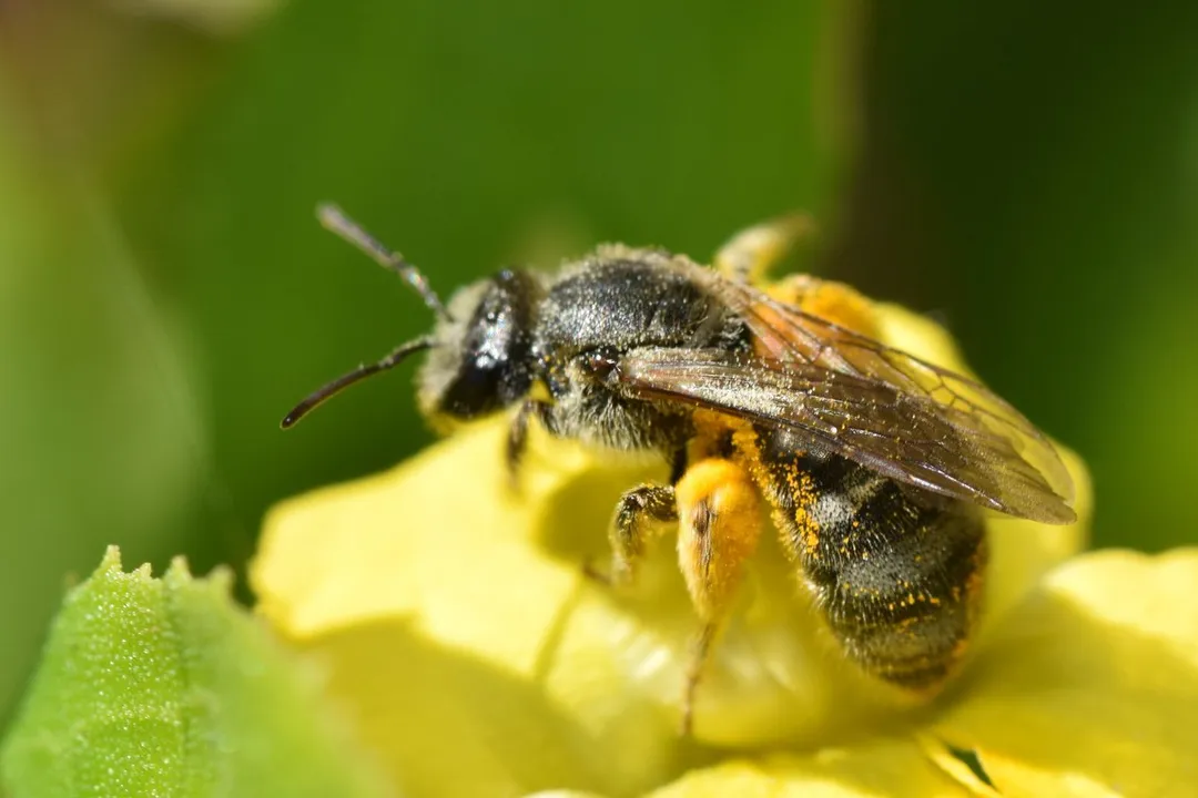 Are furrow bees aggressive?, Identity Basis