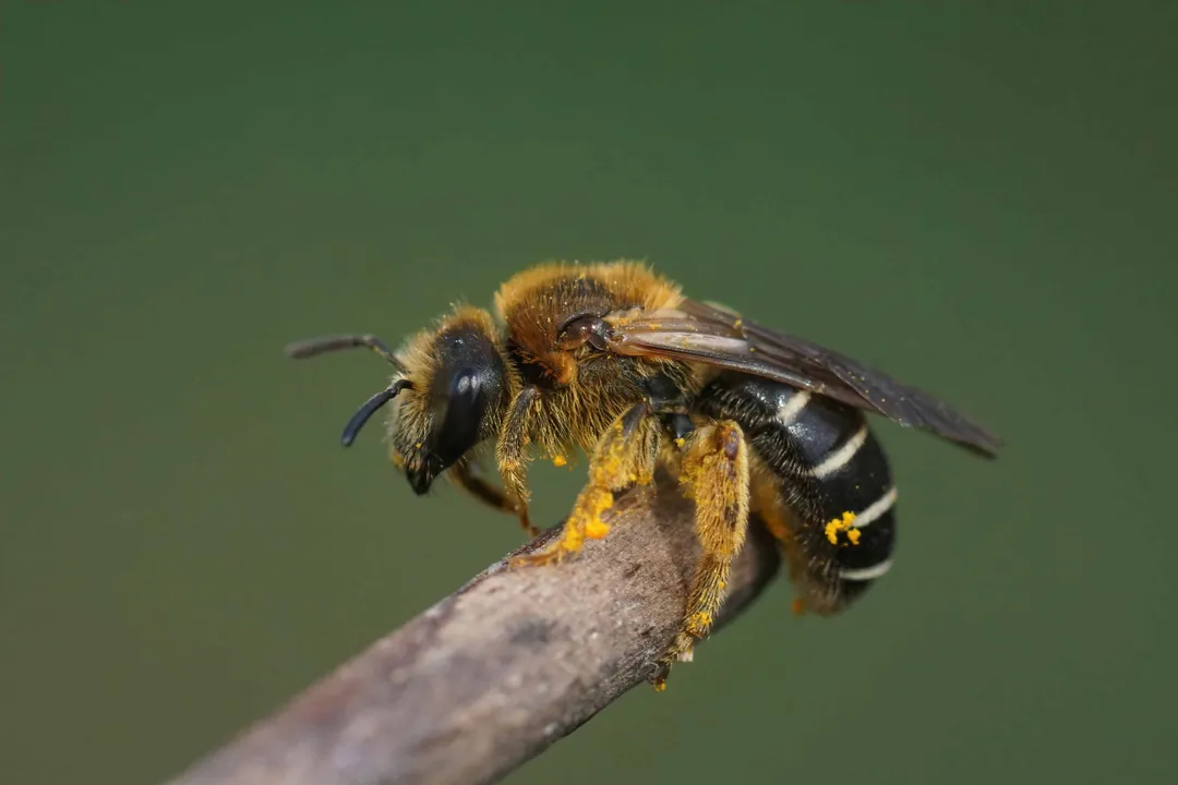 Are furrow bees aggressive?, Temperament Assessment