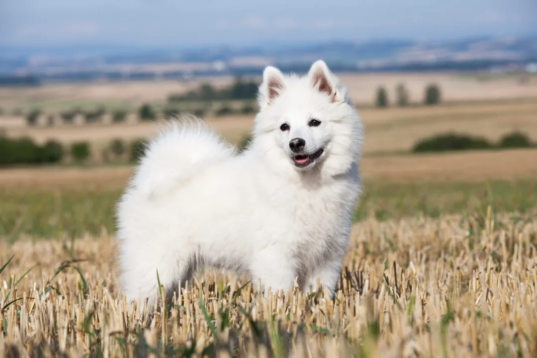Are German Spitz rare?, Popularity Status