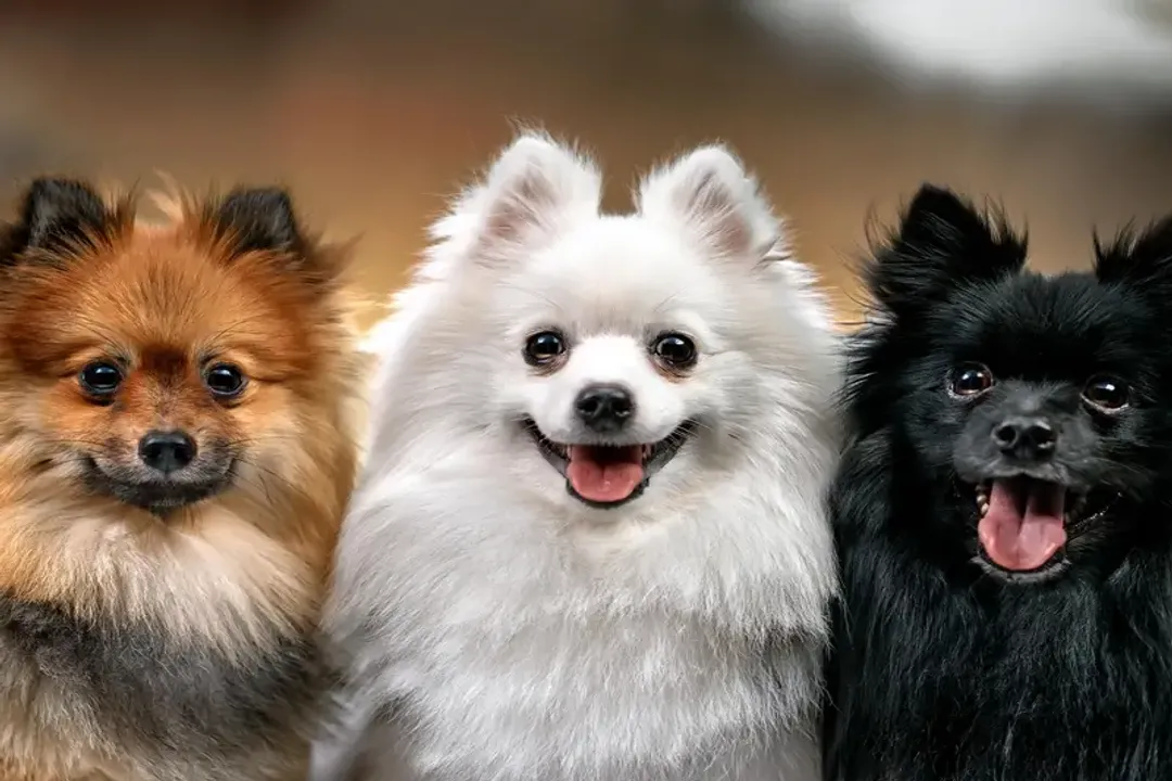 Are German Spitz rare?, Temperament Profile