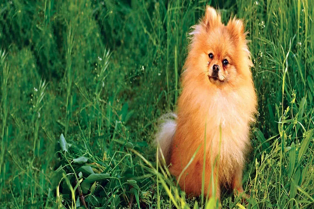 Are German Spitz rare?