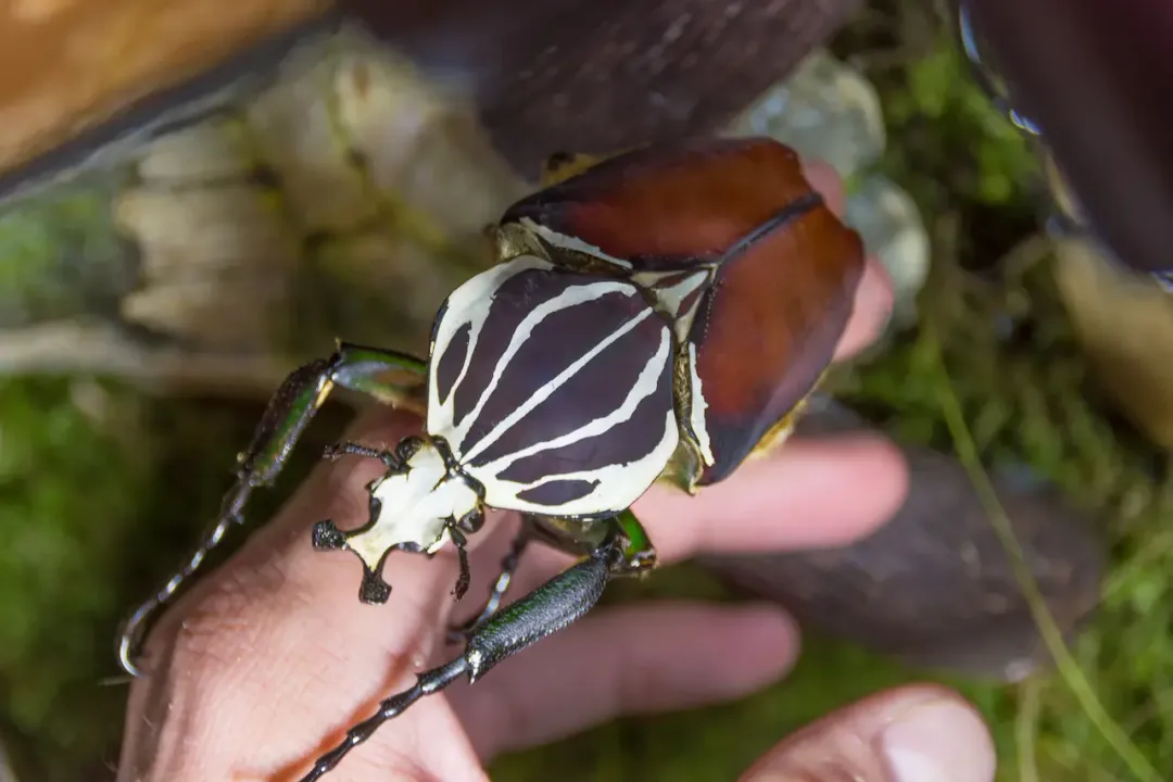 Are Goliath beetles aggressive to humans?