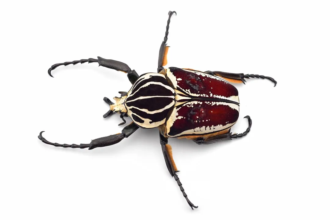 Are Goliath beetles aggressive to humans?, Immense Scale