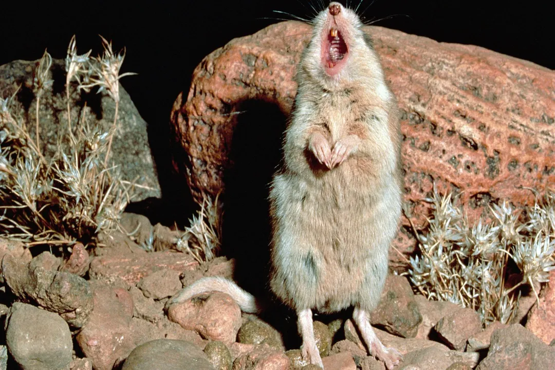 Are grasshopper mice aggressive?, The Moonlit Chorus