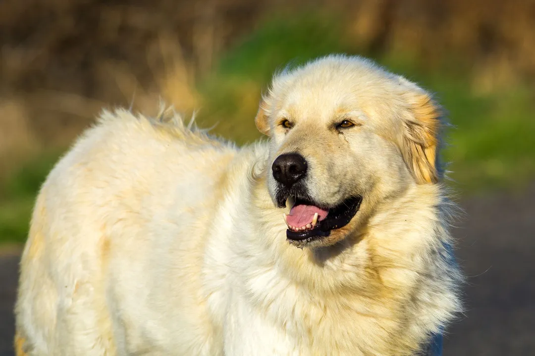 Are Great Pyrenees descended from wolves?, Ancient Lineage