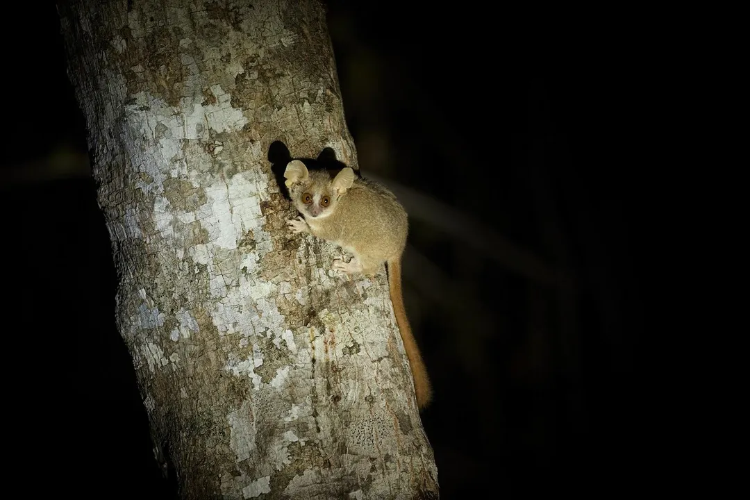 Are grey mouse lemurs endangered?, Status Check