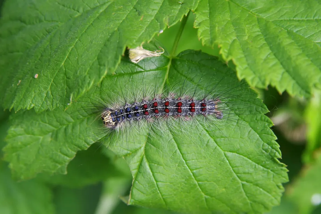 Are gypsy moths harmful to humans?, Skin Contact