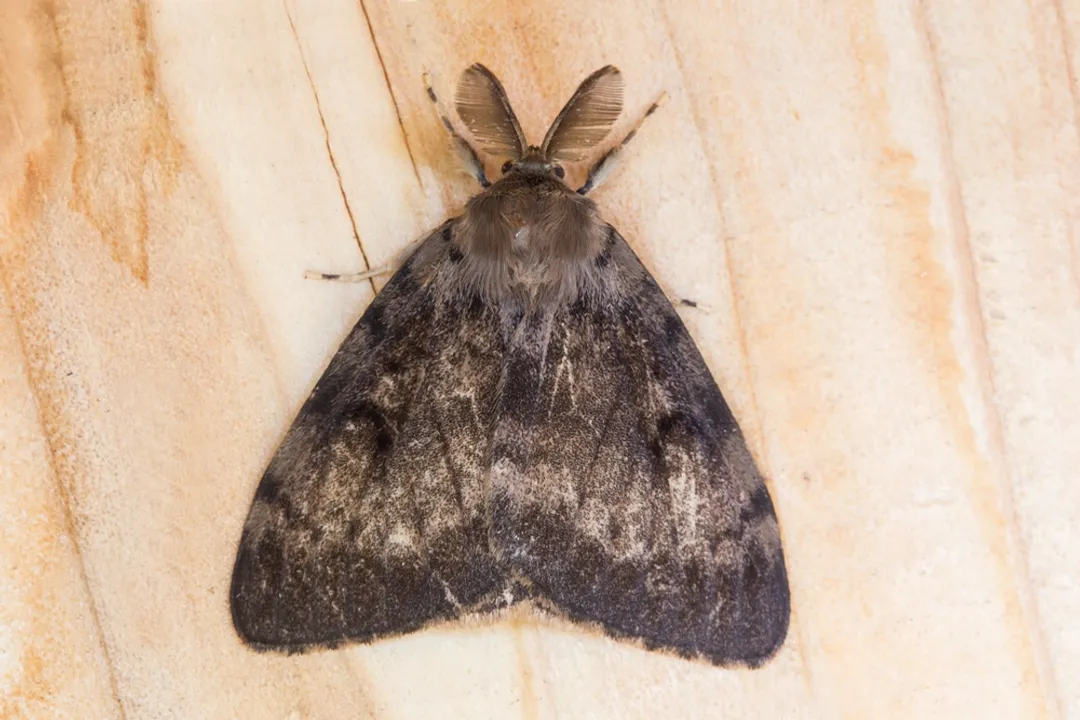 Are gypsy moths harmful to humans?, Moth Identity