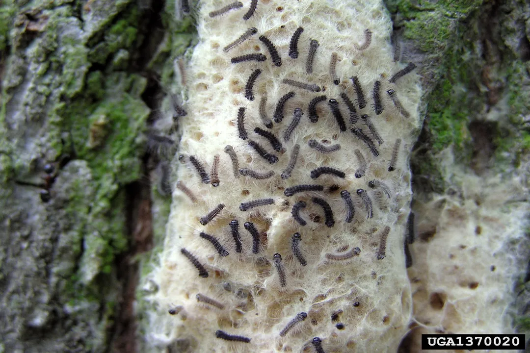 Are gypsy moths harmful to humans?, Airborne Threats