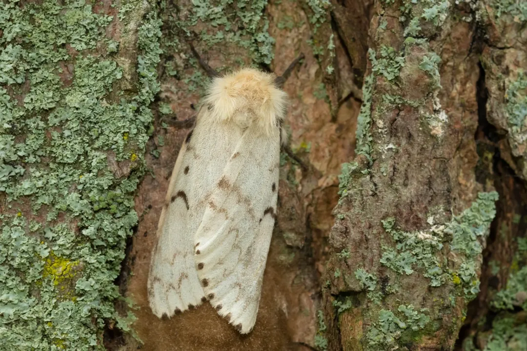 Are gypsy moths harmful to humans?