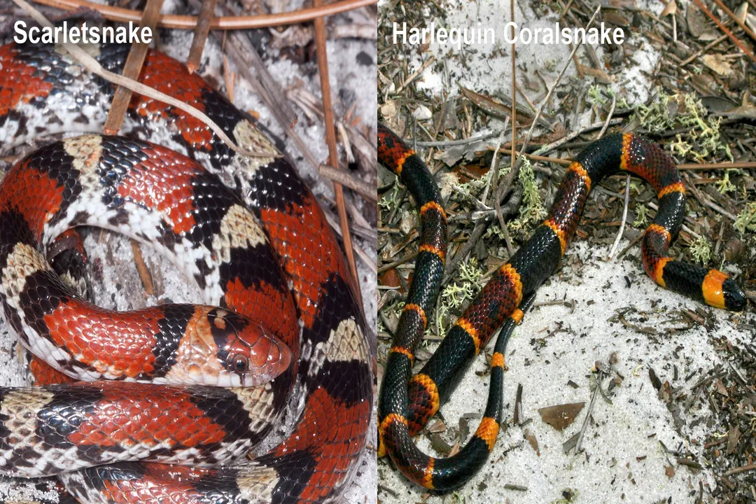 Are harlequin coral snakes poisonous?, Appearance Striking