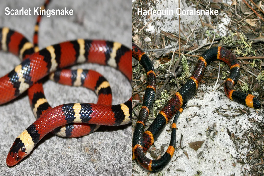 Are harlequin coral snakes poisonous?, Reclusive Living