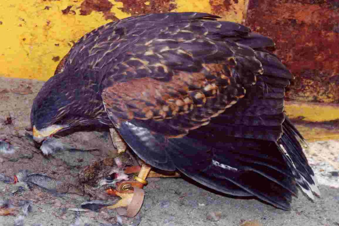 Are Harris's hawks good pets?, Social Needs