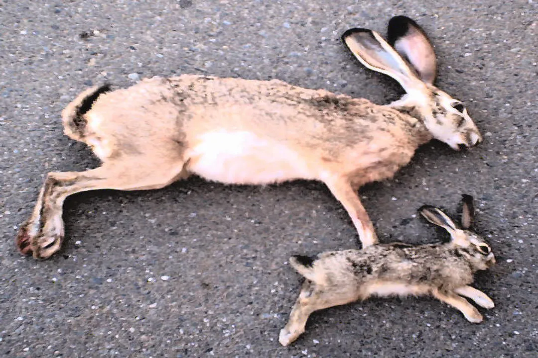 Are Harris's hawks good pets?, The Falconry Context