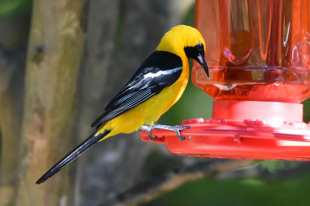 Where is the Hooded Oriole considered an expected, regular seasonal resident in California?