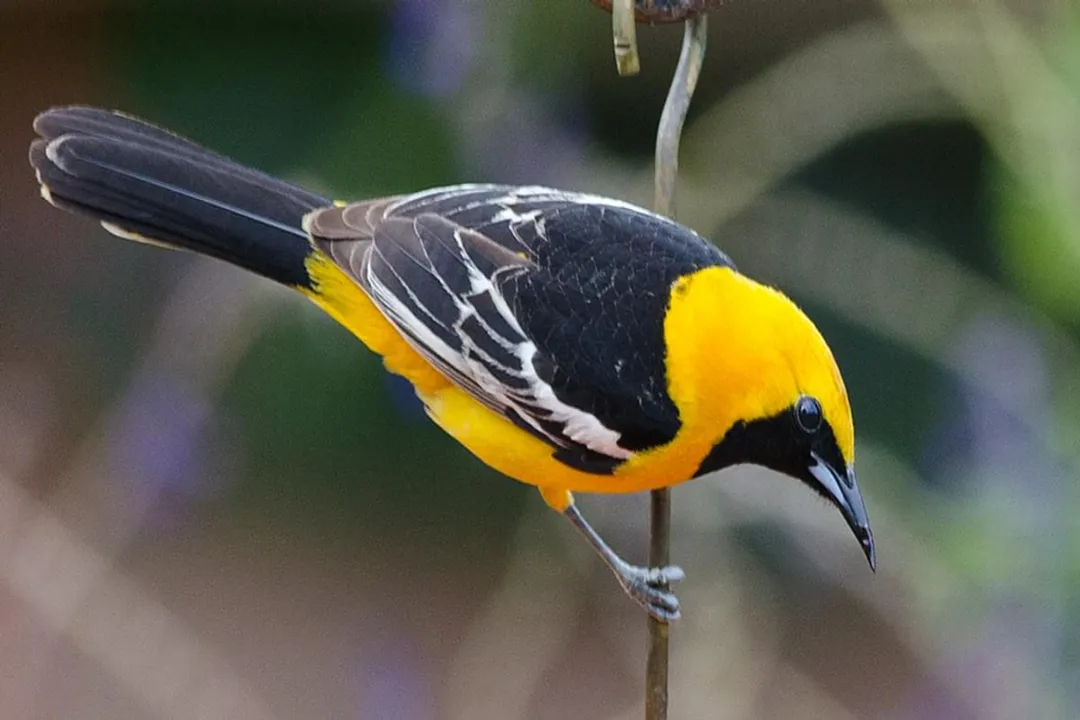 Are Hooded Orioles rare in California?, Status Zones