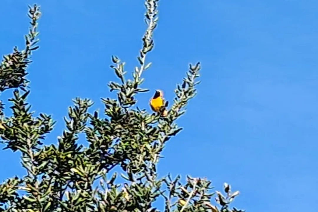Are Hooded Orioles rare in California?, Arrival Timing