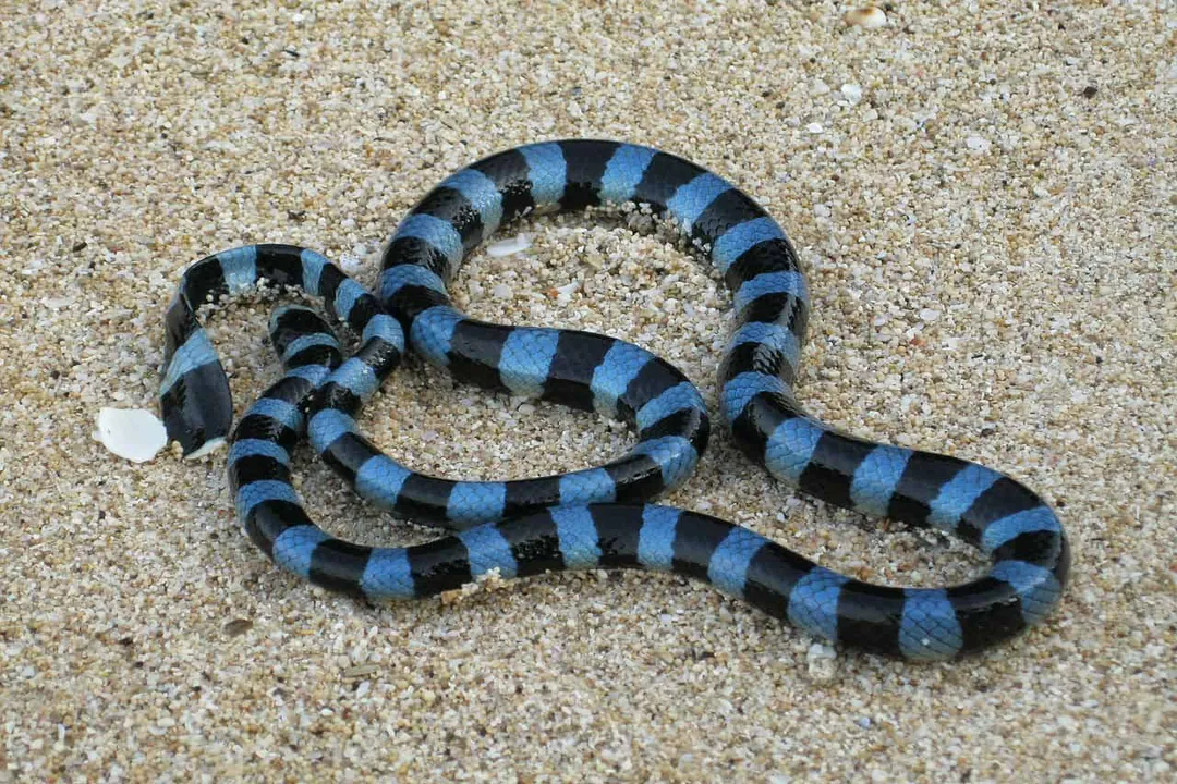 Are hook nosed sea snakes poisonous?, Species Characteristics