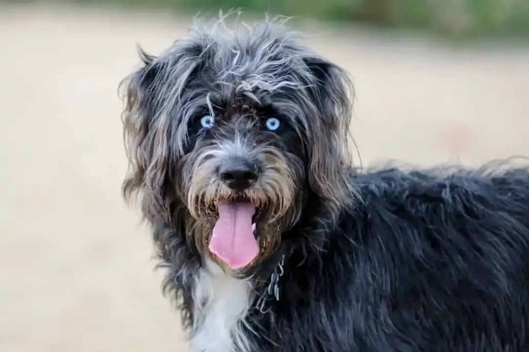 Are huskydoodles good family dogs?, Parent Traits