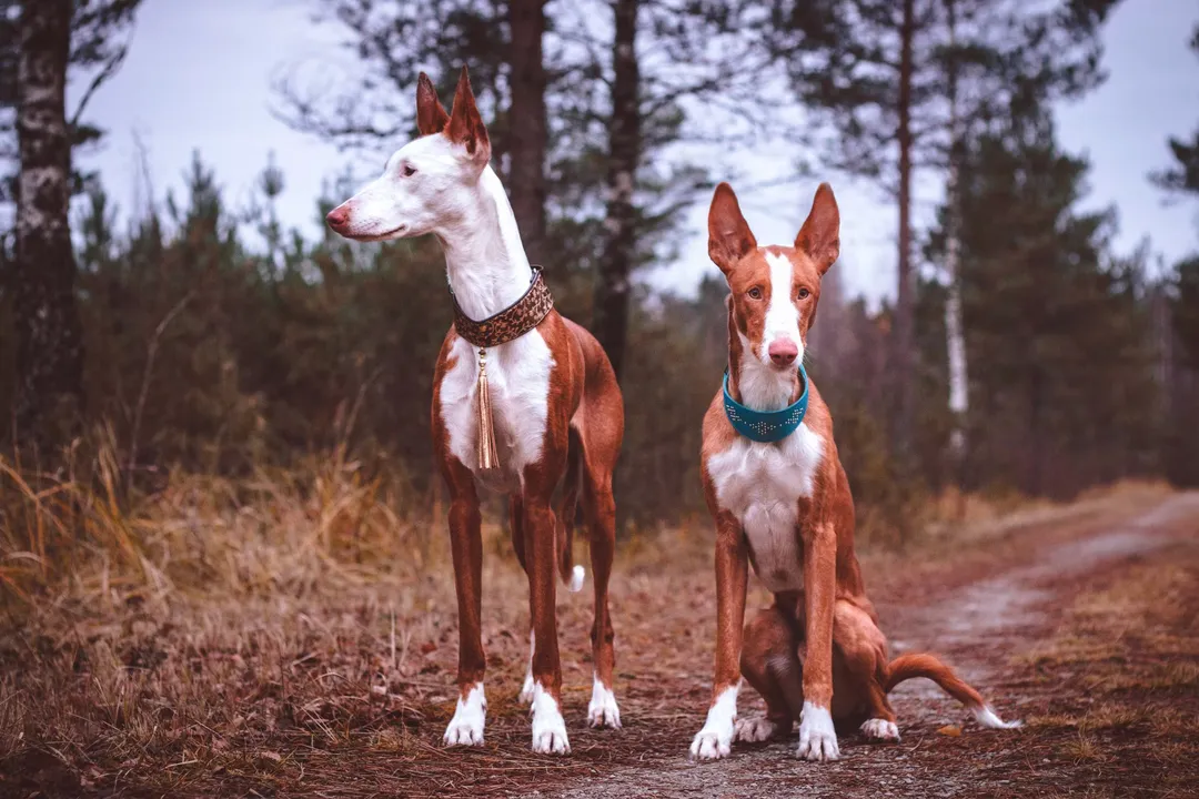 Are Ibizan Hounds primitive?, Island Preservation