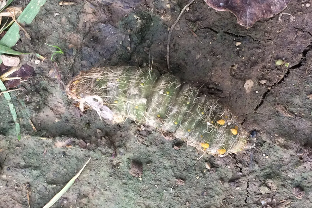 Are imperial moths poisonous to humans?, Adult Form