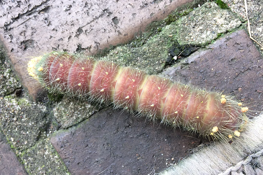 Are imperial moths poisonous to humans?, Ecological Niche