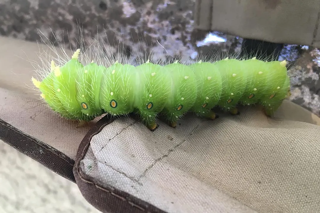 Are imperial moths poisonous to humans?, Toxicity Status
