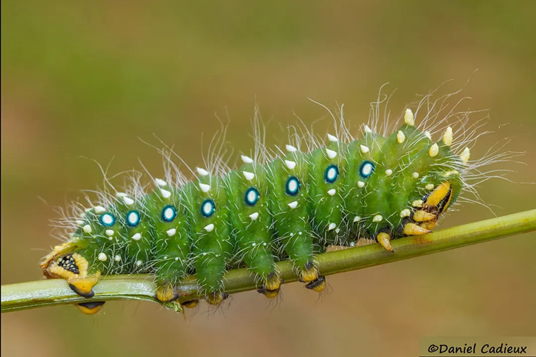 Are imperial moths poisonous to humans?, Larval Look